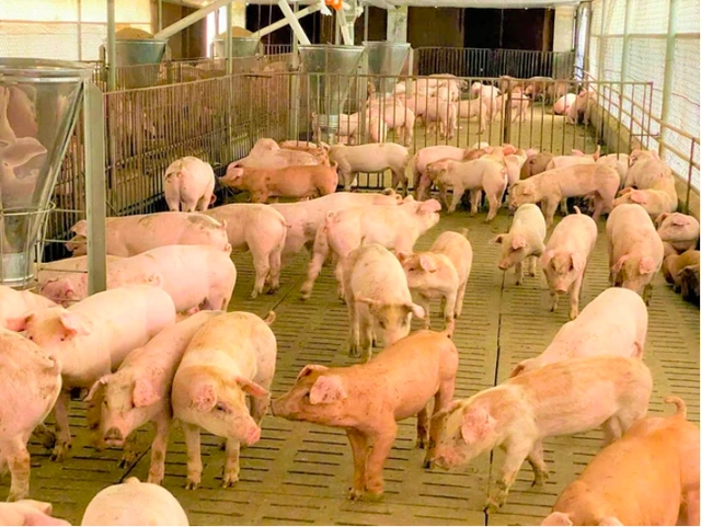 Giá heo hơi hôm nay - Giá heo hơi hôm nay và bức tranh chung của thị trường Giá heo hơi hôm nay - Giá heo hơi hôm nay và bức tranh chung của thị trường