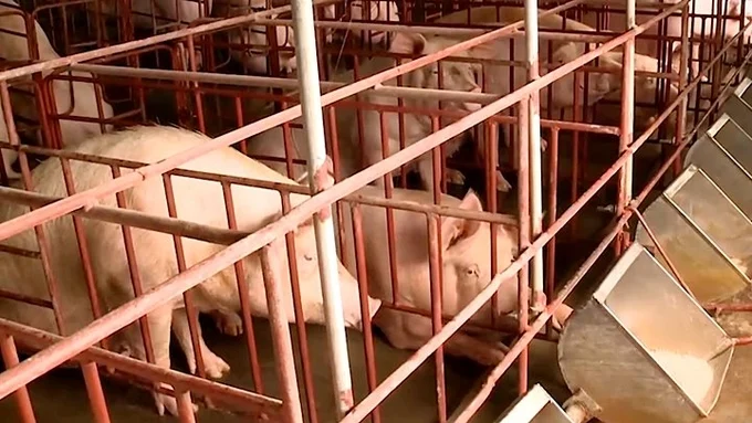 Giá heo hơi hôm nay - Vì sao giá chưa bứt phá mạnh? Giá heo hơi hôm nay - Vì sao giá chưa bứt phá mạnh?