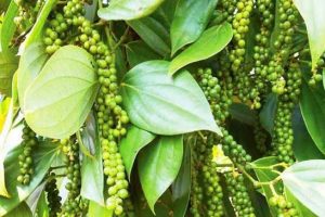 Hạt tiêu đen đi từ vườn đến chợ như thế nào